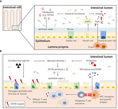 Interplay Between the Intestinal Microbiota and Acute Graft-Versus-Host Disease: Experimental Evidence and Clinical Significance